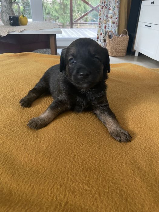 Szczeniaczki do adopcji