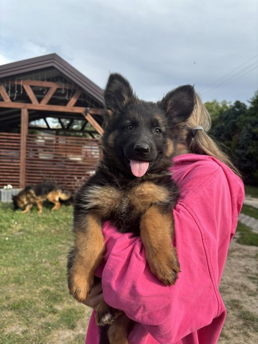 Owczarek niemiecki dlugowlosy
