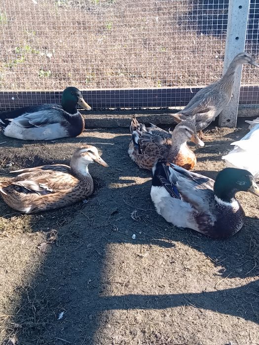 Kaczki staropolskie  okazja jaja lęgowe zielononóżki