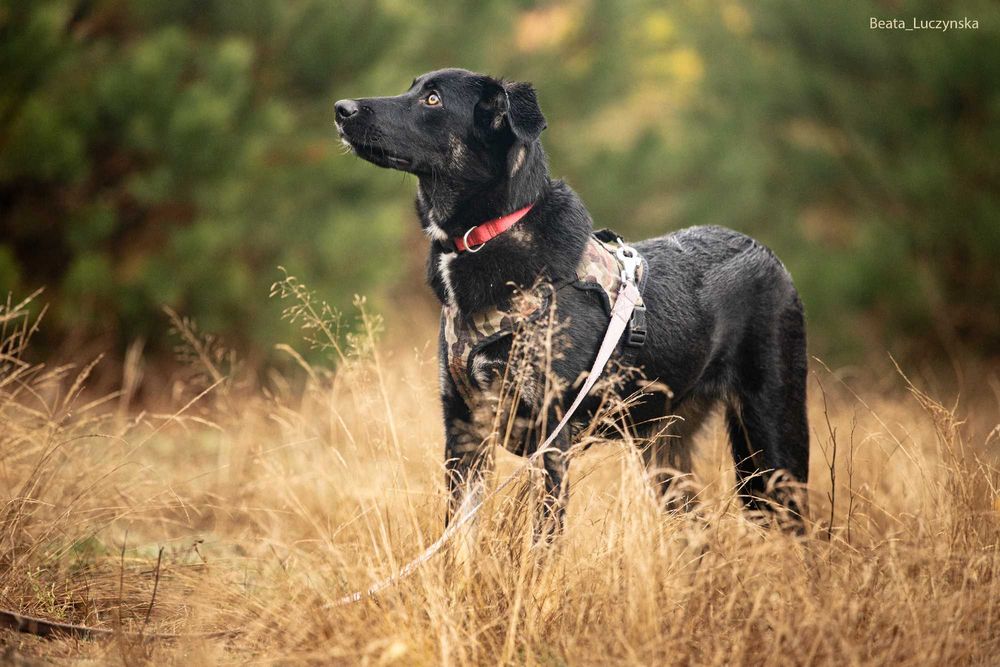 Florka - 2 letnia sunia do adopcji