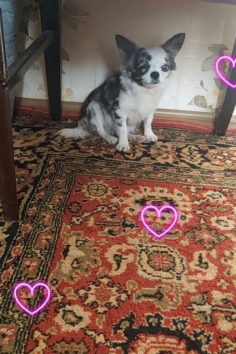 Голубоглазая Длинношёрстная Мерле.