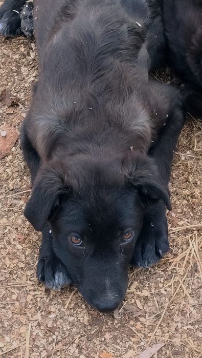 Віддам в добрі руки