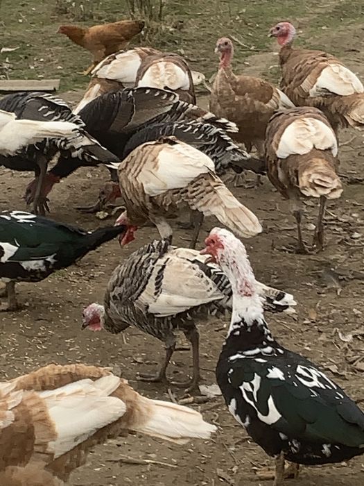 Індики,індокачки ваговики німецькі живі і є м‘ясо ( тушки)