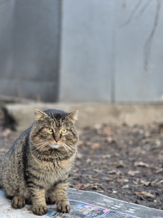 Котика  потрібен дім