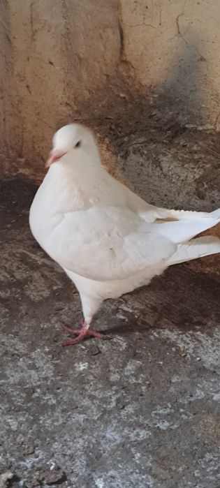 Gołębie kingi samce