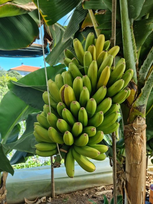 Bananeira da madeira (Banana regional)