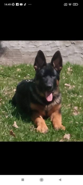 Кобель для вязки