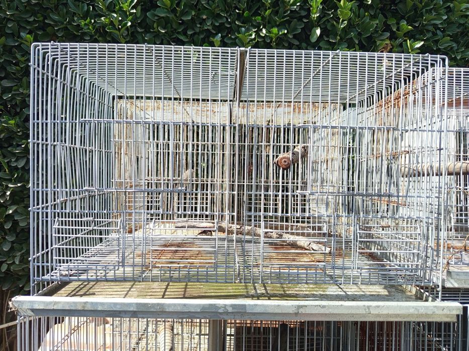 Oito Gaiolas Pássaros medidas pode observar nas fotos