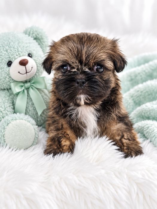 Shih Tzu z rodowodem
