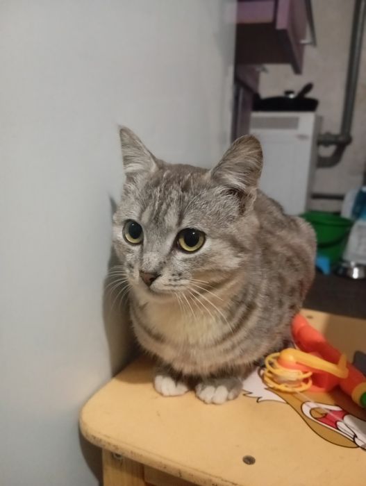 Віддам кошенят  хлопчиків