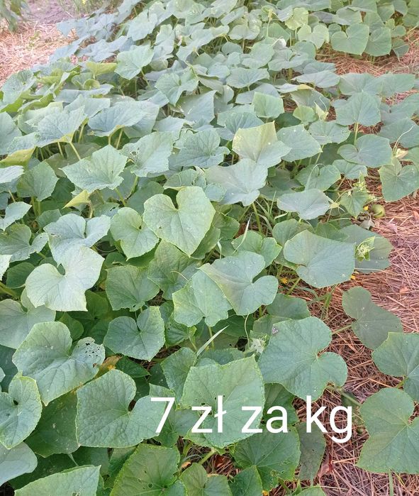 Sprzedam gruszki (oraz ziemniaki,ogórki,chrzan, śliwki,jabłka)