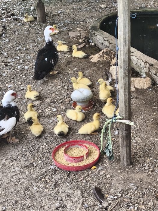 Patos com duas semanas, patos mudos, criação, animais