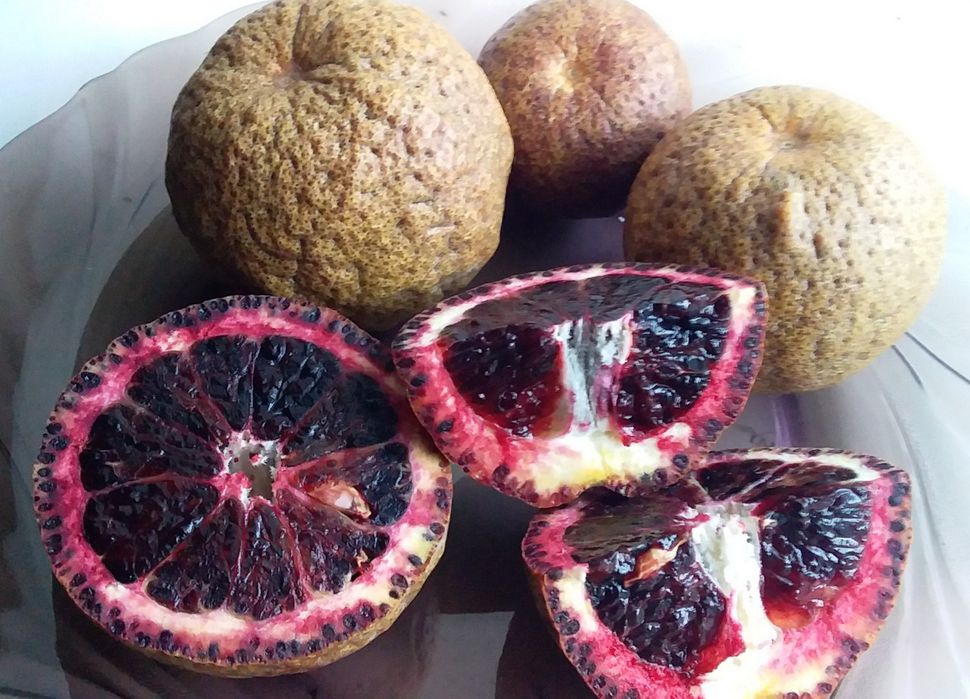 Саджанці та черенки (живці) цитрусів