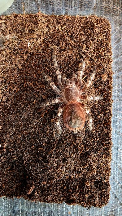 Acanthoscuria Geniculata  - Ptasznik białokolanowy  - SAMICA