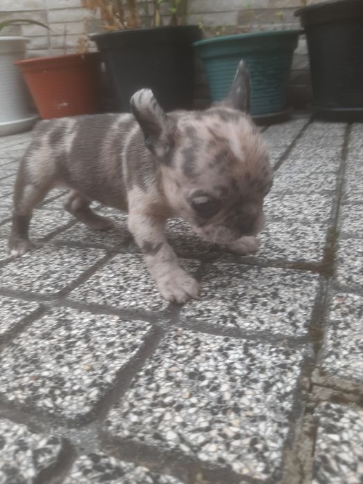 Buldog Francês Isabella Merlle