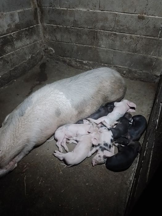 Vendo leitoes bisaros e pietran