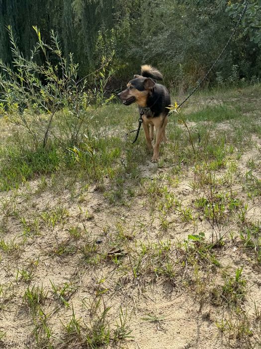 Niby bury, a jednak wesoły - mały Burek do adopcji