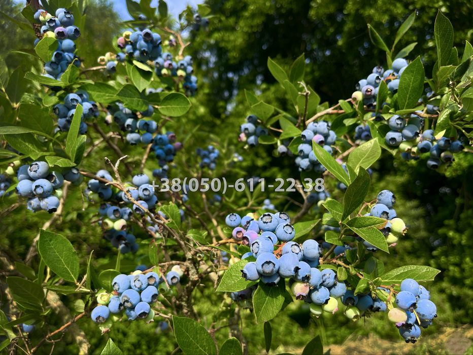 Дорослі саджанці лохини (голубіки) і інших ягідних, хвойних  ітд