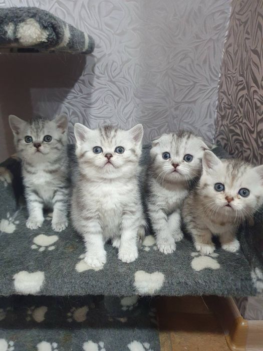 Шотландский вислоухий кот ( Вязка)