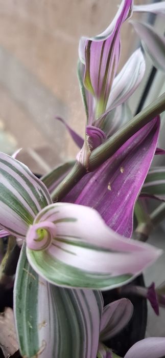 Trzykrotka filetowa 2 doniczki