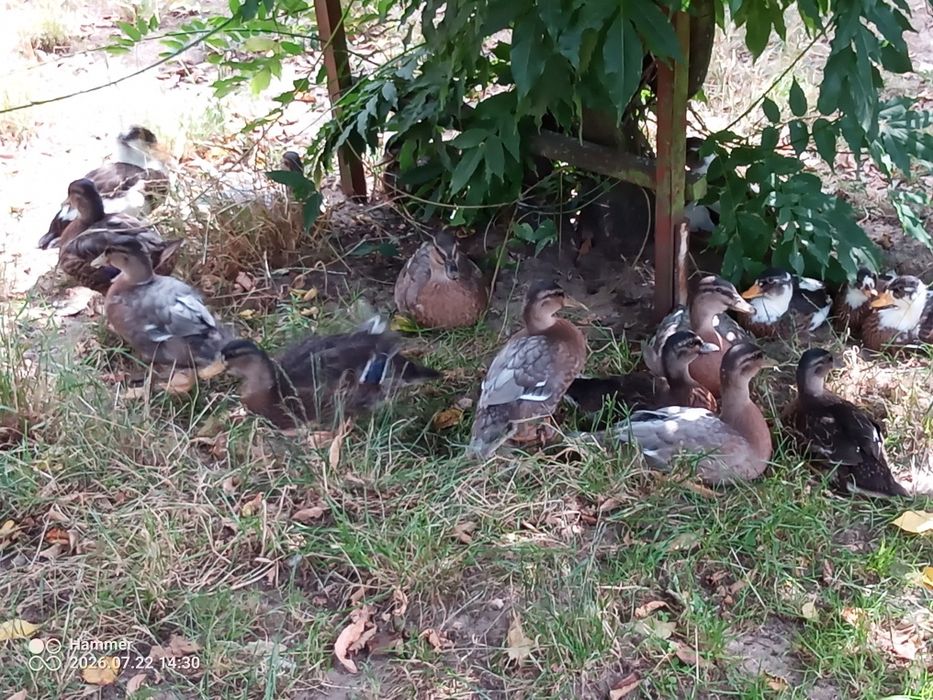 Biegusy/ call duck/ piżmówki