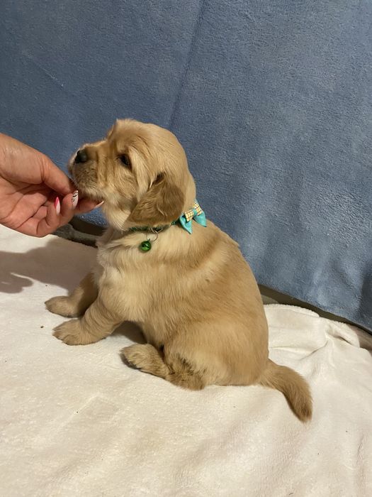 Złoty szczeniak Golden Retriever