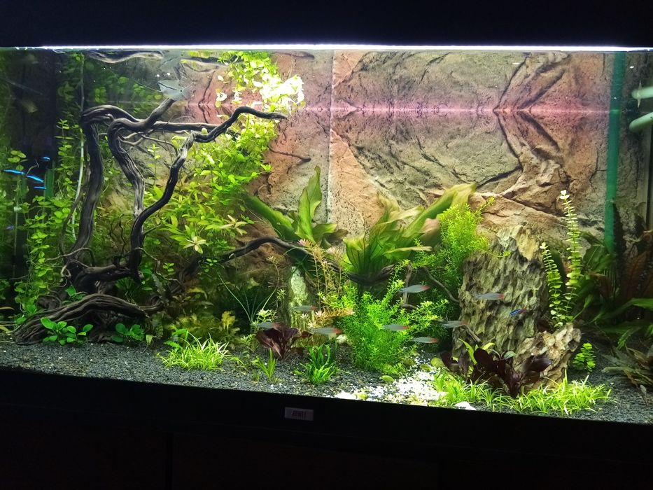 Акваріумні рослини