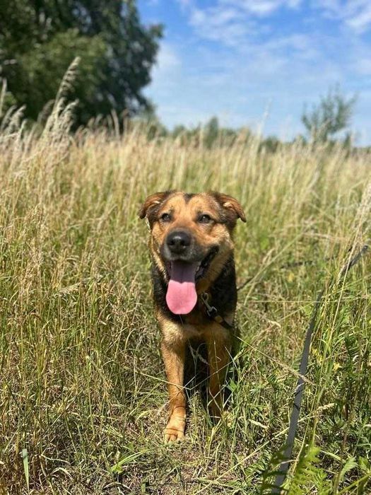 Hans szuka odpowiedzialnego człowieka