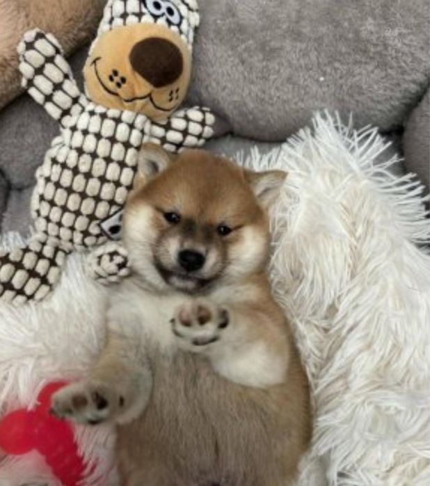 Shiba inu Femea 2 meses