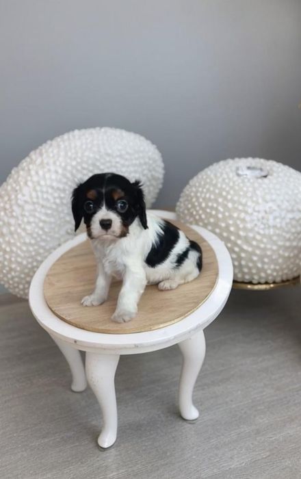 Кавалер кинг чарльз спаниель мальчик.