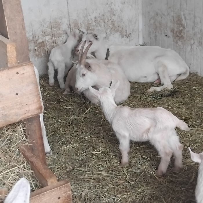 кізочки вік 2 місяці