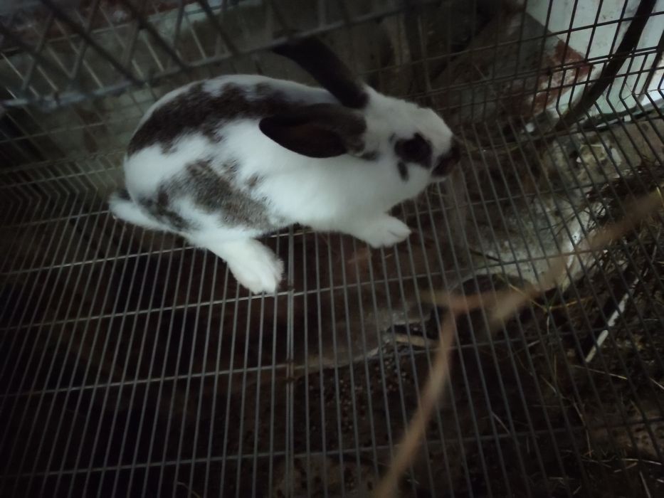 Coelhos caseiros cruzados