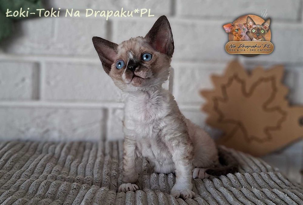 Łoki toki kocurek Devon Rex