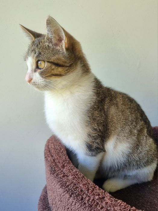 Kocurek Igor szuka domu