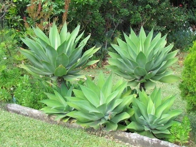 Agaves de dragão