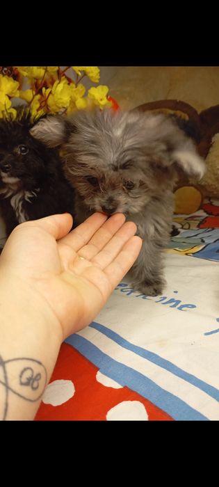 Мальтіпу хлопчик мініатюрний хлопчик мальтіпу