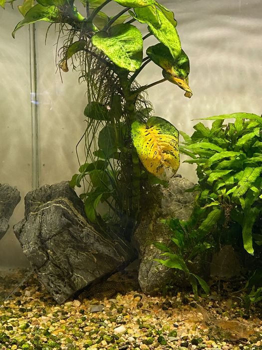 Aquário de 80 Litros