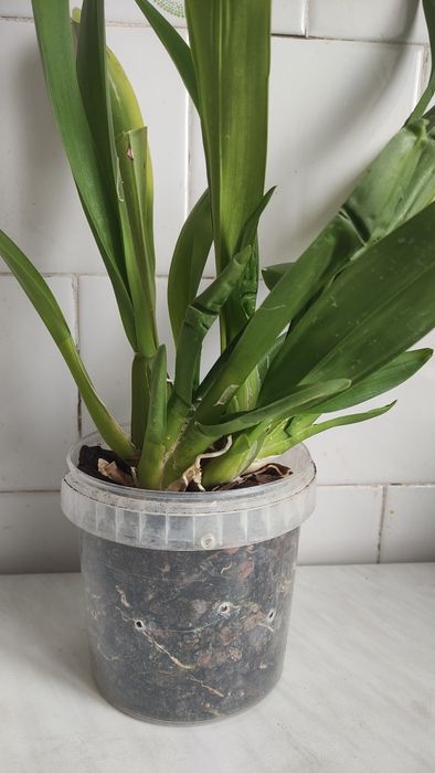 Орхідея Камбрія Colmonara White Lip і Камбрія Nelly Isler