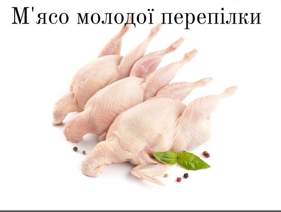 Продам перепілок