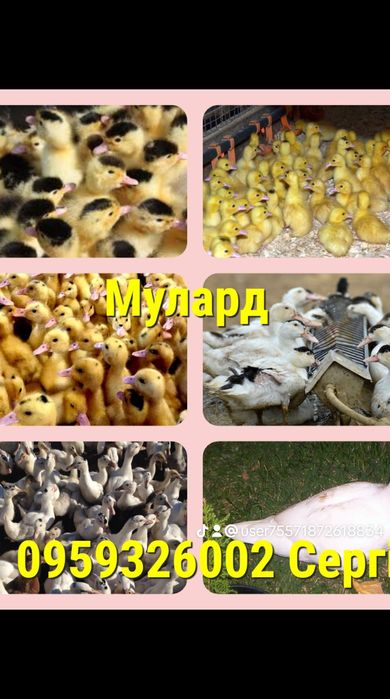 Яйца інкубаційне перепеліні і не тільки