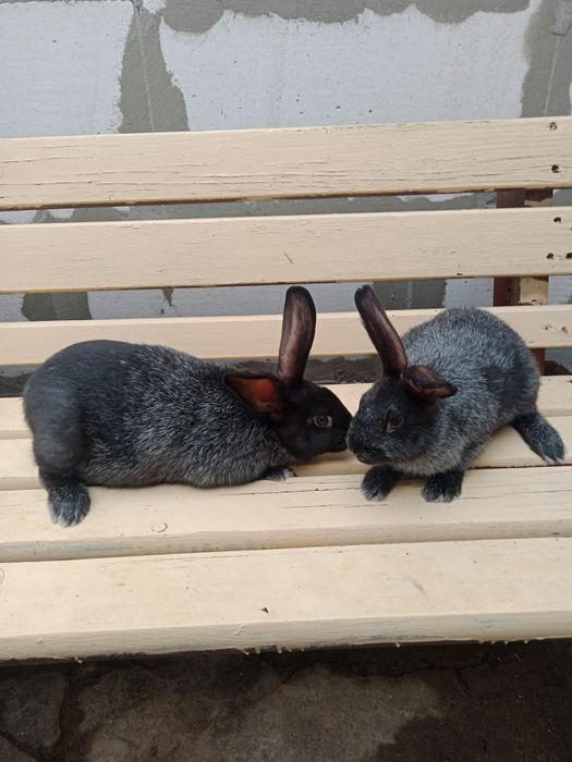 Продам кроликів Полтавське Срибло