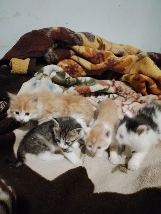 Отдам в дар , котят !