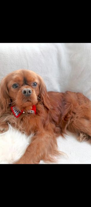 Cavalier King Charles spaniel Zapowiedź miotu