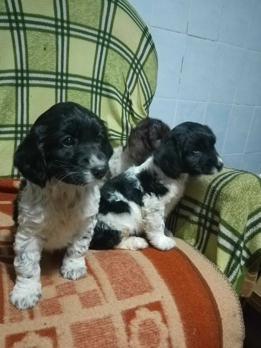 Русский кокер спаниели