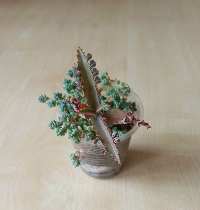 Сукуленти, кімнатні рослини