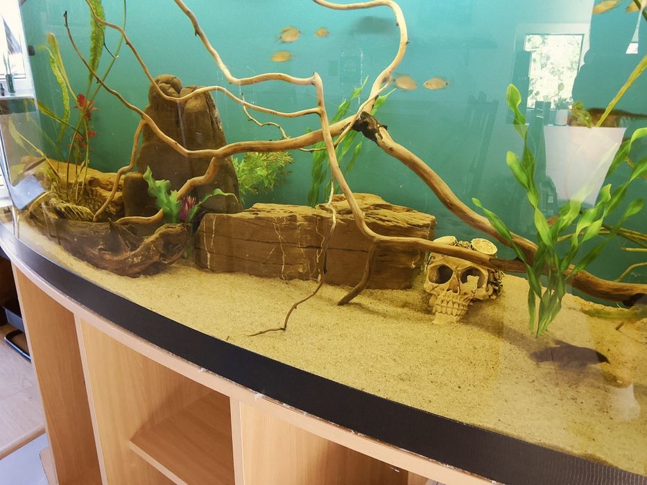 Akwarium 450L z rybami.