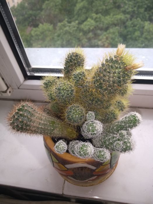 Разные сорта кактусов