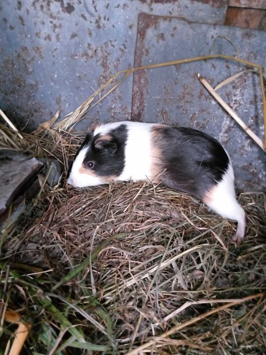 Техно спарк у гарантії