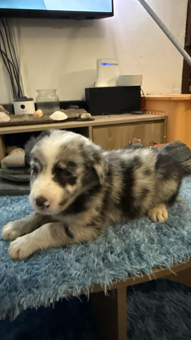 Border collie merle