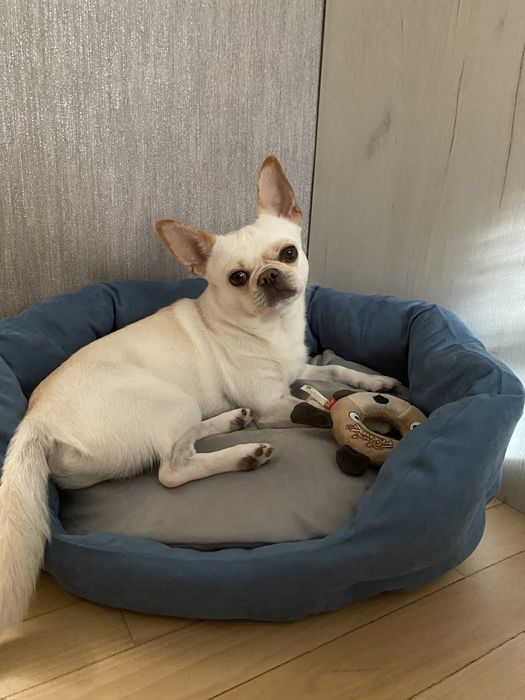 Чихуахуа коби вязка